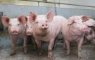 Tích cực ngăn chặn dịch tả lợn Châu phi xâm nhập vào địa bàn