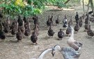 TẤM GƯƠNG ĐIỂN HÌNH CỰU CHIẾN BINH LÀM KINH TẾ GIỎI XÃ XUÂN LẬP