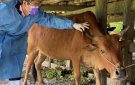 Tuyên truyền công tác phòng, chống bệnh viêm da nổi cục trên Trâu, bò