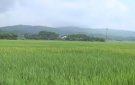 LỊCH GIEO TRỒNG MỘT SỐ CÂY TRỒNG CHÍNH VỤ THU- MÙA NĂM 2018                                                              