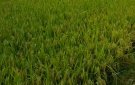 Xã Xuân Lập tổ chức thăm đồng đánh giá năng suất vụ lúa chiêm xuân năm 2022