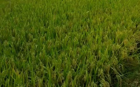 Xã Xuân Lập tổ chức thăm đồng đánh giá năng suất vụ lúa chiêm xuân năm 2022