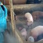 Hướng dẫn các biện pháp kỹ thuật phòng, chống bệnh Dịch tả lợn châu Phi xâm nhập, tái phát, lây lan trên địa bàn.